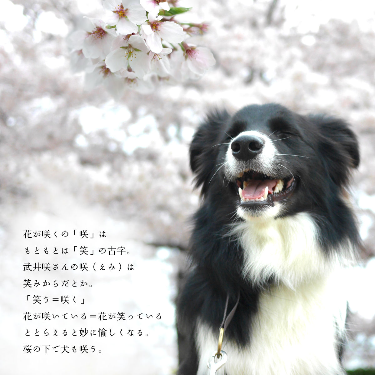 咲う犬