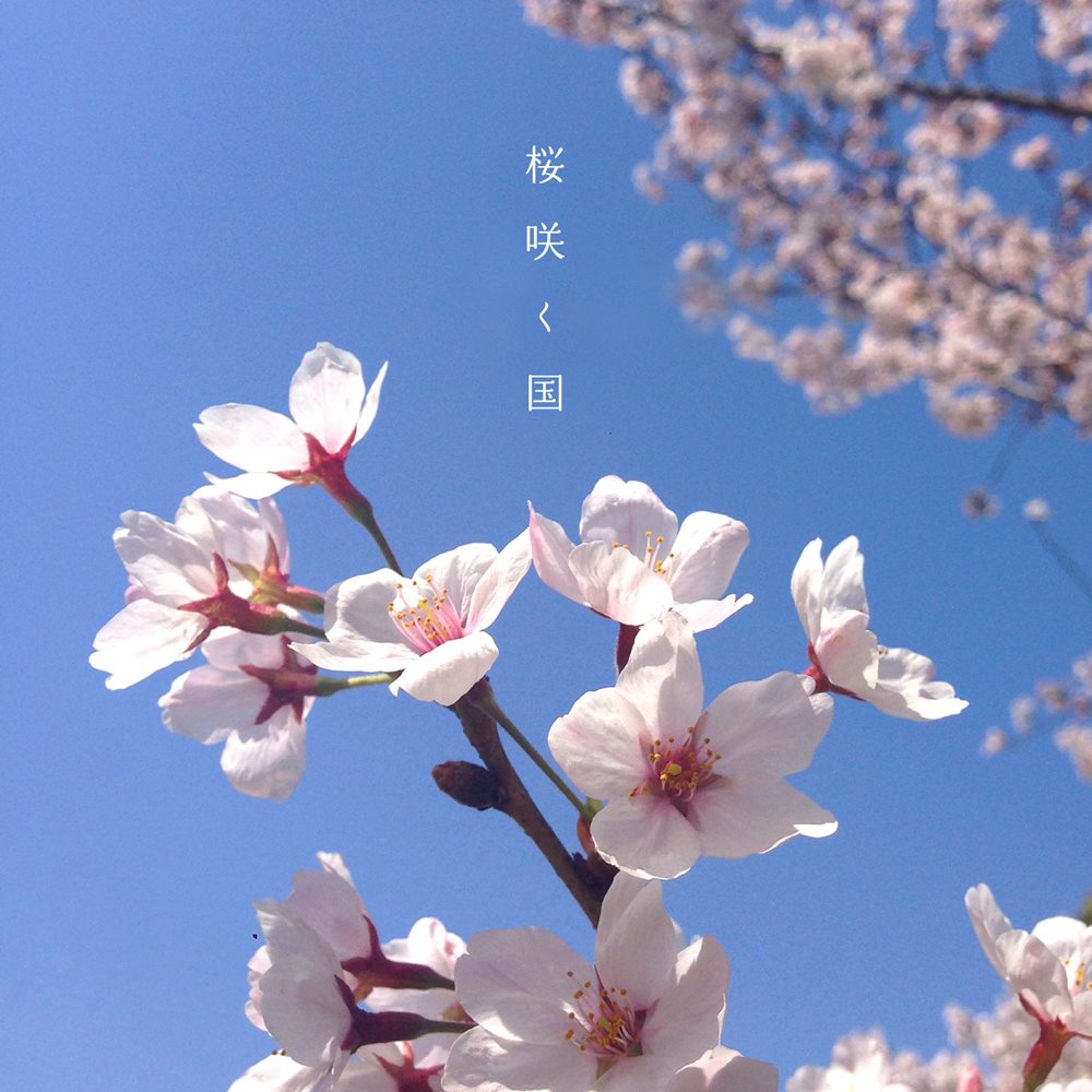  #Sakura